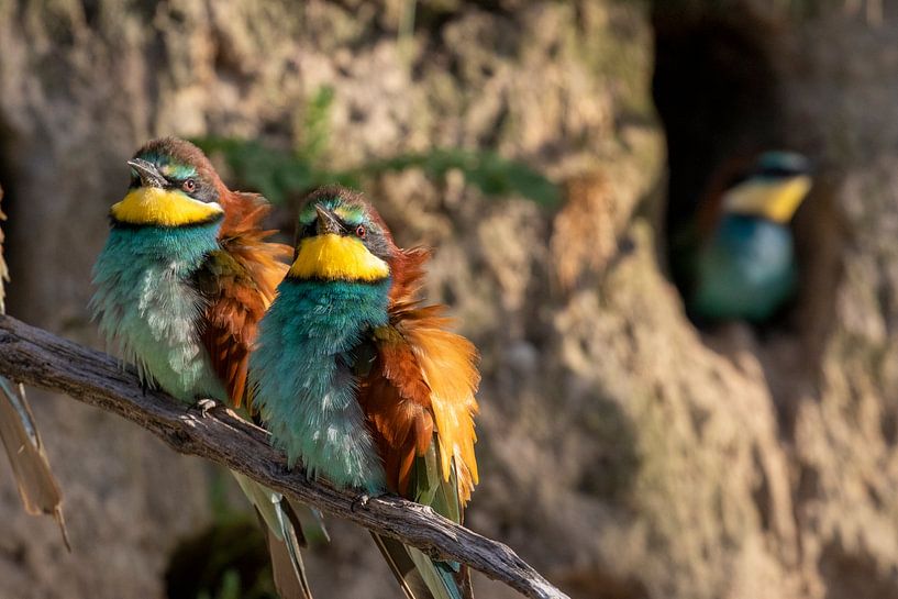 Bienenfresser im Gespräch mit einem Jungtier in seiner Höhle im Hintergrund von Michelle Peeters