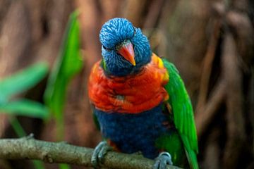 colourful parrot by Jeroen van Deel