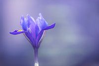Iris Harmony - (Reticulata 'Harmony')