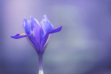 Iris-Harmonie - (Reticulata 'Harmonie')