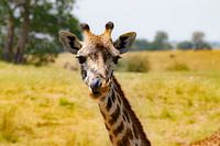 Giraffe in der Serengeti