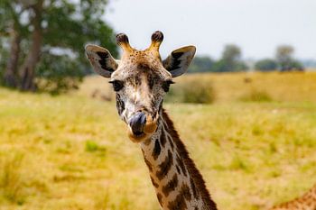 Giraffe in der Serengeti