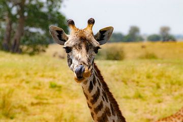 Giraffe in Serengeti van Julie Brunsting