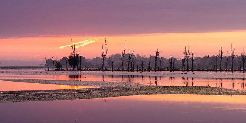 Sonnenaufgangsbiesbosch von Edwin Benschop