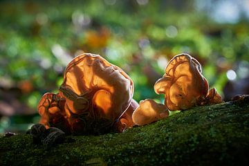 Judas ear, Auricularia auricula-judae in the forest on a dead tree trunk by Heiko Kueverling