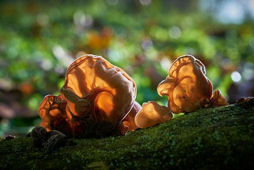 Judasoor, Auricularia auricula-judae in het bos op een dode boomstam