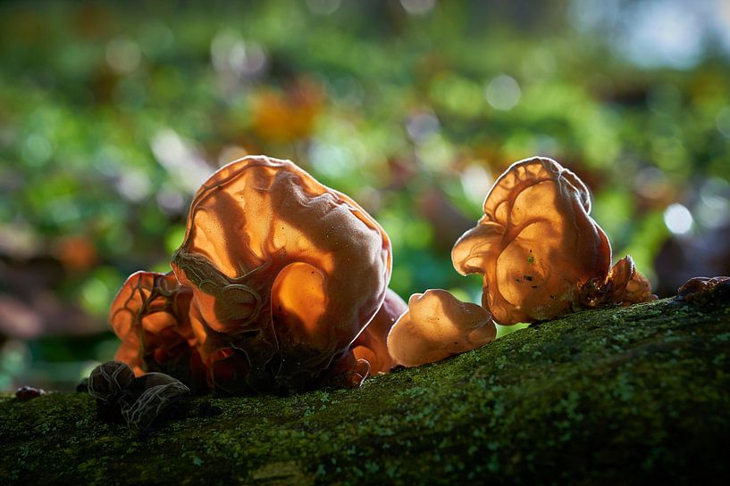 Judasohr, Auricularia auricula-judae im Wald auf einem toten Baumstamm von Heiko Kueverling