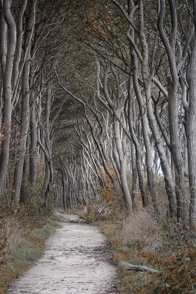 Forêt de l'île de la brousse noire Poel par Joachim G. Pinkawa