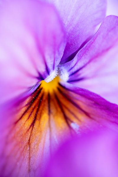 Pansy by Christien van der Veen Fotografie