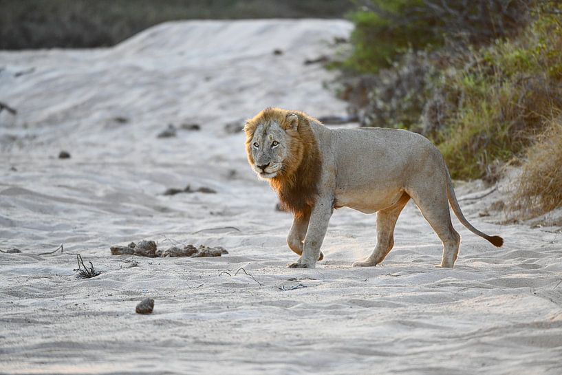 Lion by Robert Styppa