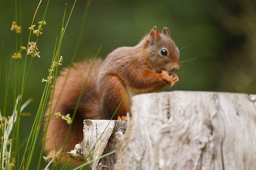 Eichhörnchen auf Ast von Stobbe; stiltegrafie