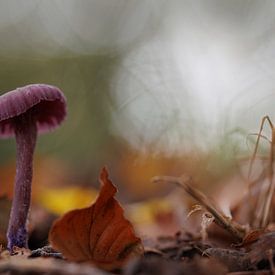 Amethyst-Pilz 'Herbstglut' von Dagmar Hijmans