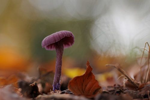 Amethistzwam 'Autumn Glow'