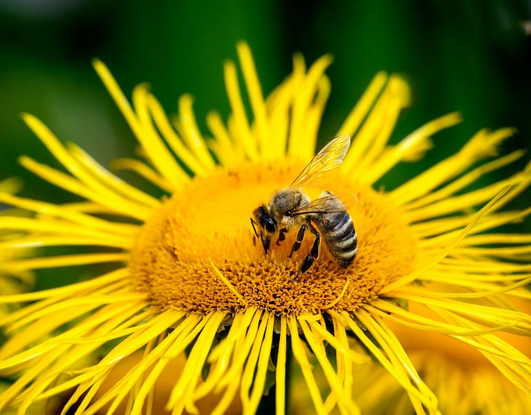 Macro d'une abeille sur une fleur jaune par ManfredFotos
