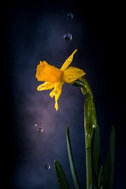 Daffodil drops by natascha verbij