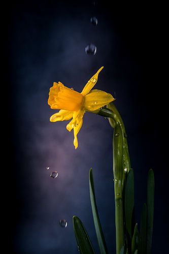 Narcis druppels