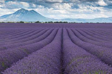 Lavender fields Valensole by Bas Verschoor