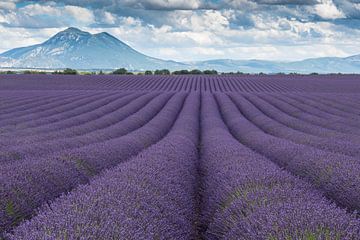 Lavendel Valensole von Bas Verschoor