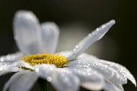 Margriet
