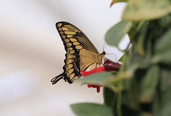 Königs-Schwalbenschwanz
