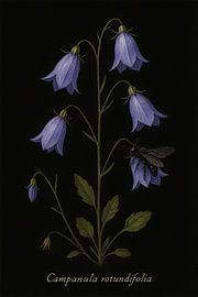 Grassbell - Campanula rotundifolia by Bert Quaedvlieg