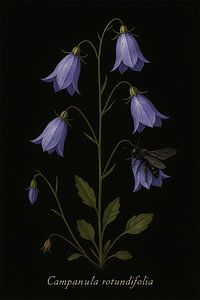 Grasklokje - Campanula rotundifolia