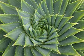 Green Aloe Vera succulent close up in spiral form by Frans Rombout