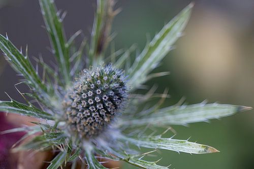 Flower of blue thistle – Eryngium planum