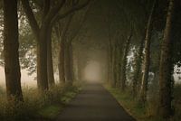 Beautiful avenue of trees in the mist