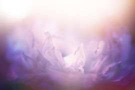 soft at heart by Ribbi