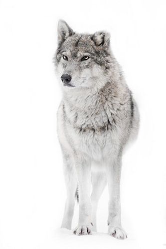 She-wolf vigorous