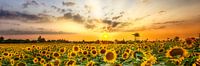 Zonnebloemveld in de zonsondergang