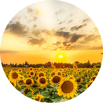 Zonnebloemveld in de zonsondergang van Melanie Viola