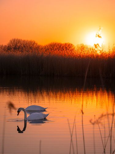 Eveningsun Lingezegen