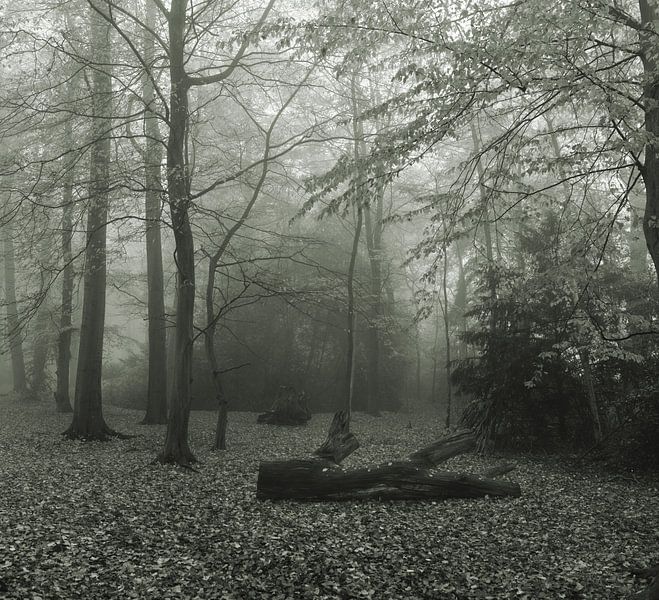 landgoed de Braak Paterswolde mist 1 van . Groningenart