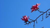 Magnolia (Tulpenboom)  von Tonny Swinkels Miniaturansicht