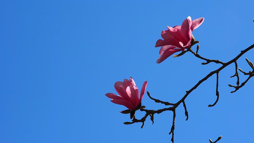 Magnolia (Tulpenboom)  van Tonny Swinkels