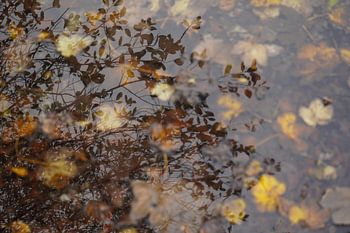 Feuilles dans l'eau