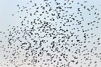 die Vögel