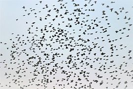 die Vögel von ilja van rijswijk