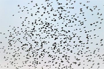 the birds by ilja van rijswijk