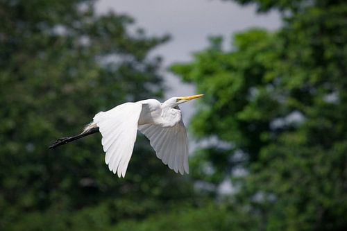 Great Egret in flight - Cano Negro reserve, Costa Rica