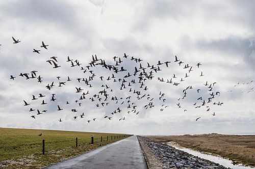 Birds crossing the way on Ameland