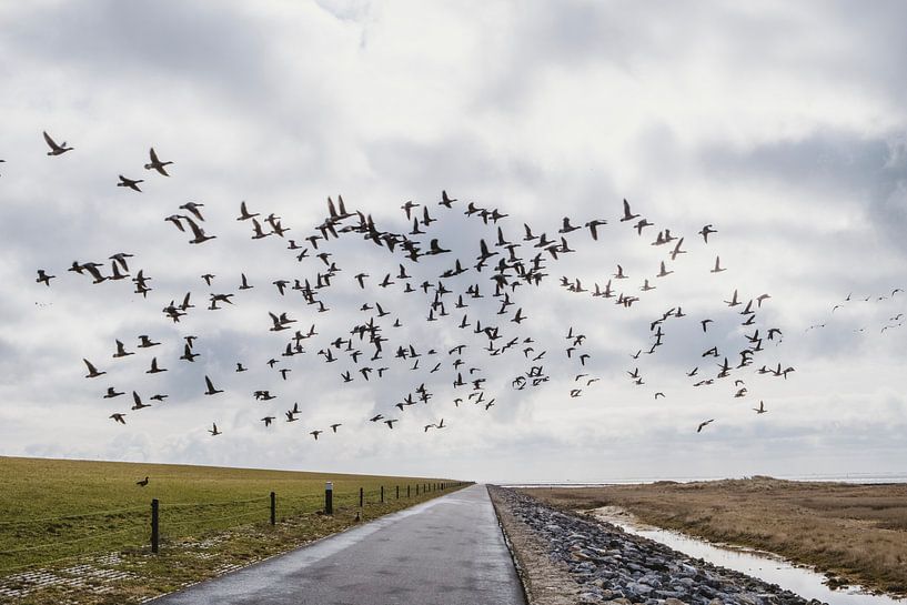 Overstekende vogels op Ameland van Van Kelly's Hand