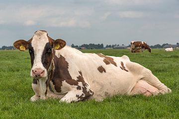 Relaxed cow