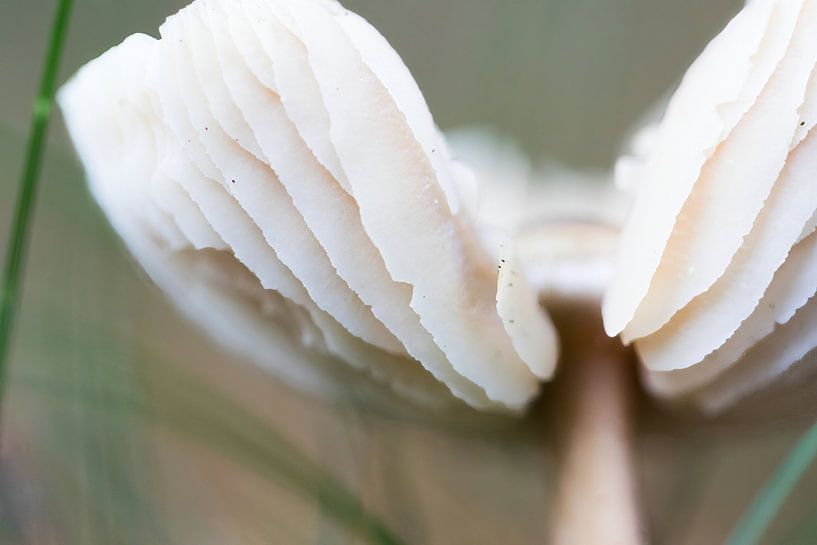 Pilz von whmpictures .com
