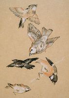 Thrushes and Robins Among Mistletoe