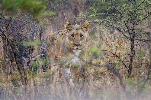 Lion by Ralf Linckens