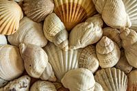 Exotische Muscheln