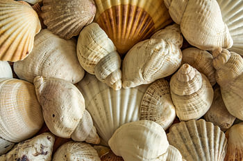 Exotische Muscheln